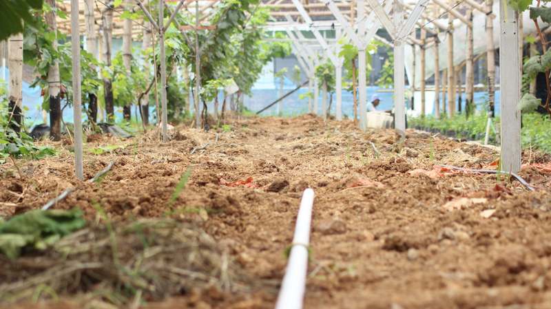 Close-up of water seeping from a flexible black soaker hose laid along vegetable rows