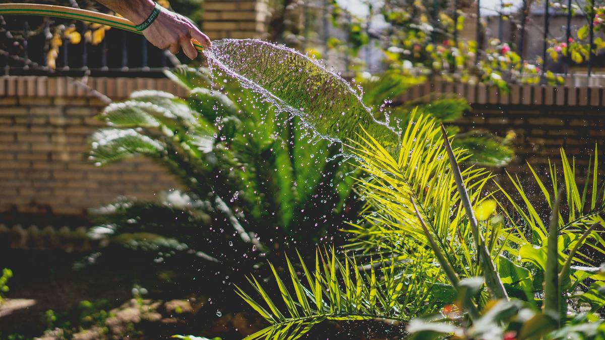 watering system soaker hose how to: coiled soaker hose in a raised vegetable bed with consistent moisture visible in soil